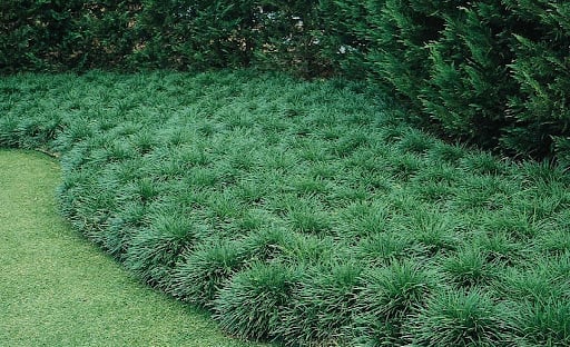 Monkey Grass vs. Mondo Grass